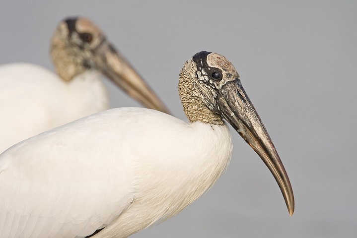 Waldstorch Mycteria americana Wood Stork